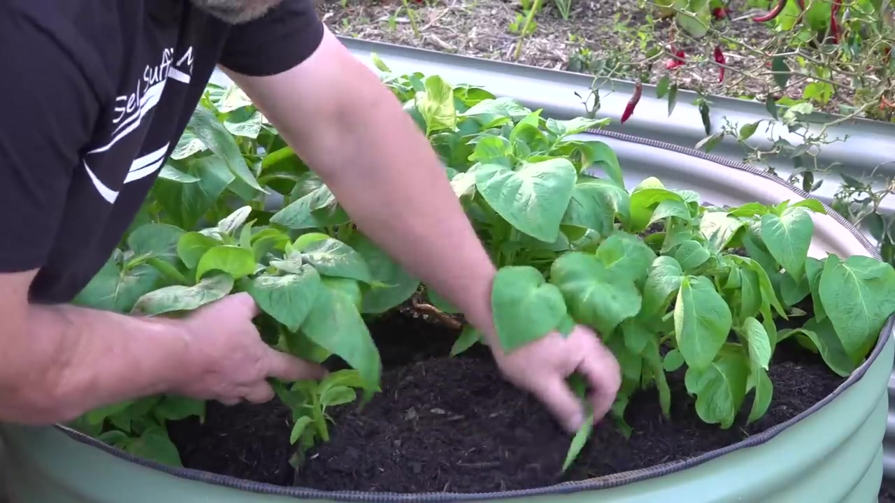 6 plant combos to try in your raised beds 2112