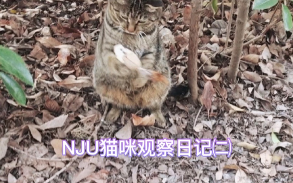 [图]#NJU猫咪观察日记㈡ 文院西边的小花园里有一只爱玩逗猫棒的小狸花，我都玩累了，它都不晓得累的，一时不知道是我玩猫，还是猫玩我哈哈哈哈哈