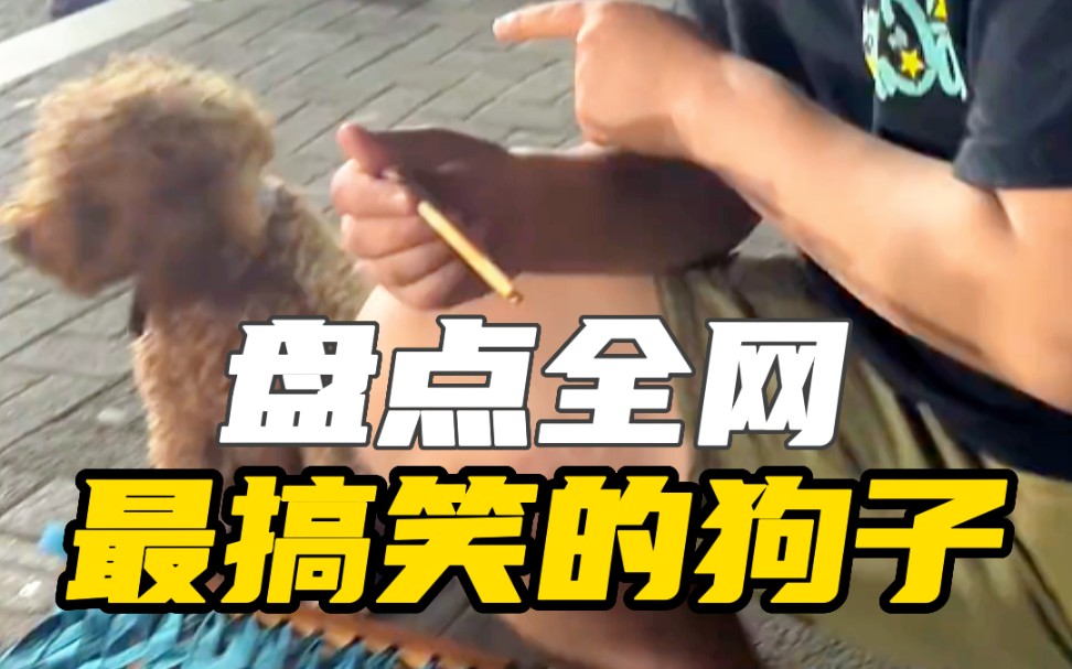 盘点全网最搞笑的狗子!