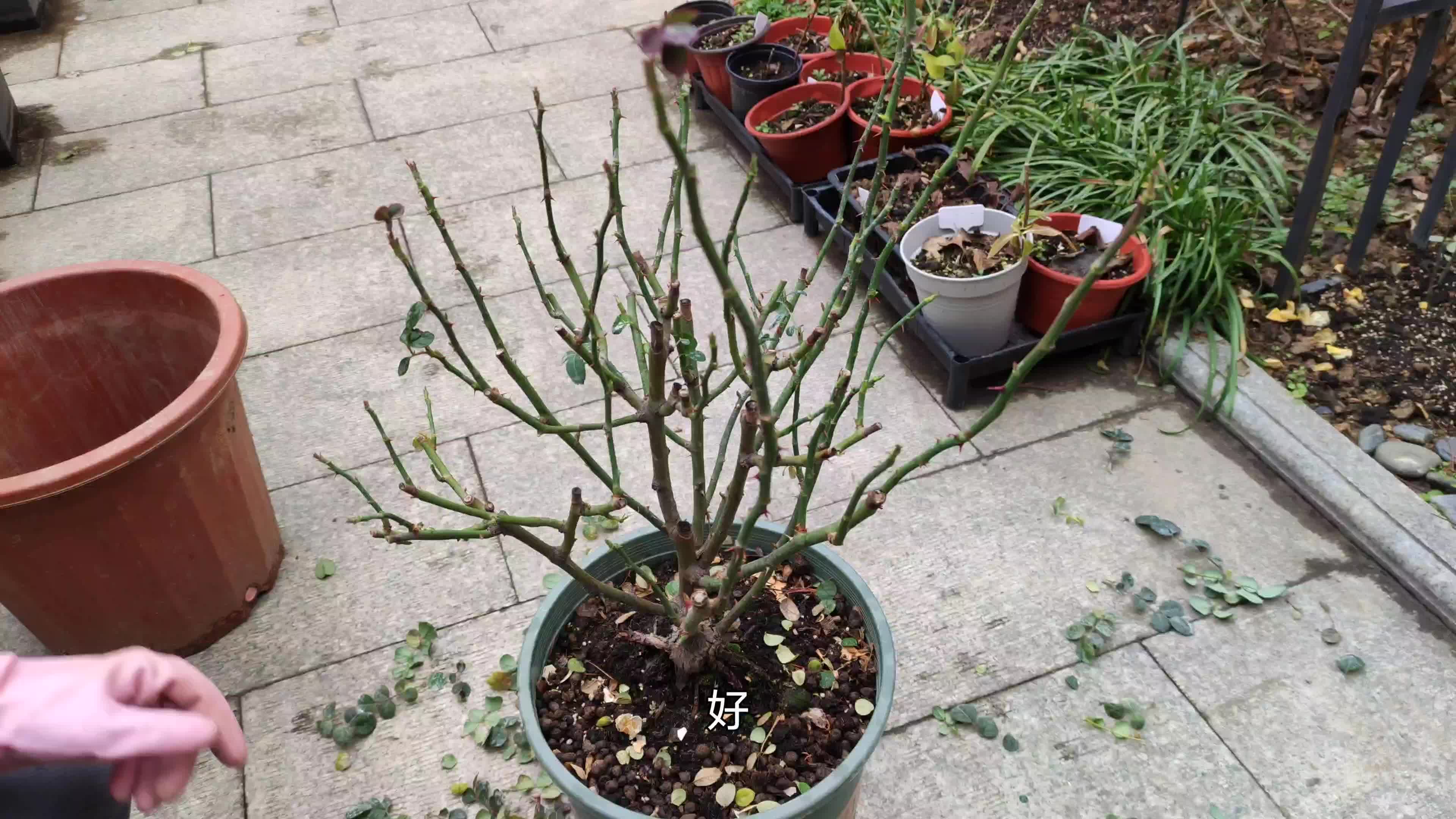 盆栽月季瑞典女王的冬季修剪示范