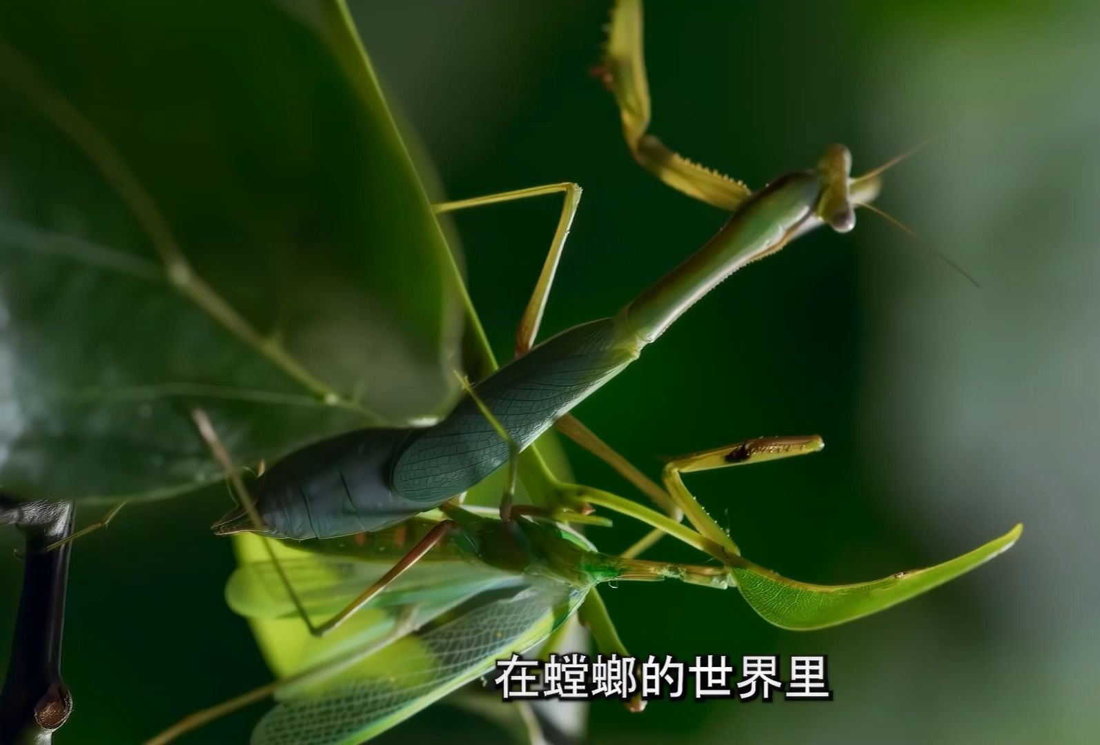 雄性螳螂.世上最专一的动物,一生只交配一次就被雌性吃掉