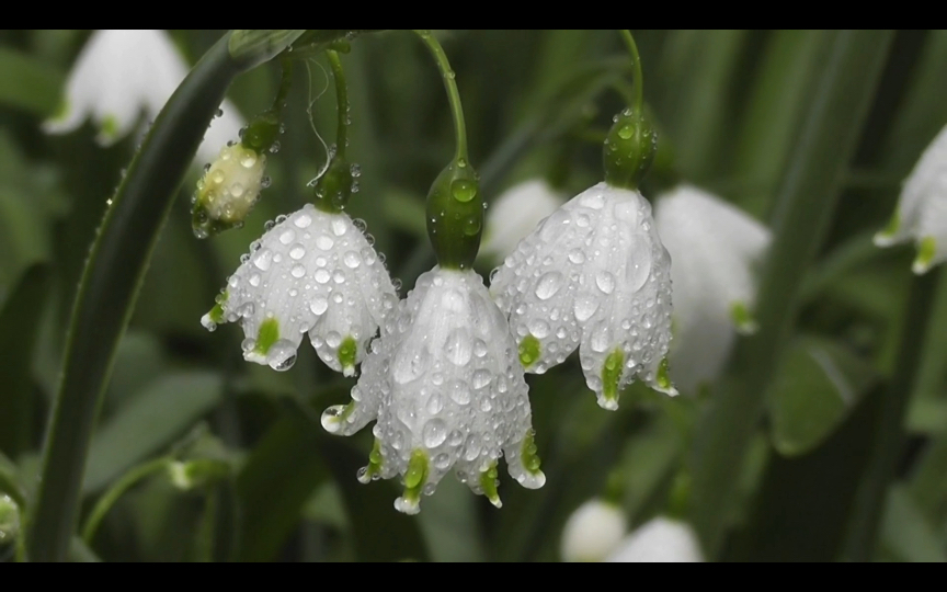 [图]无水印风景素材｜花（第二期）「BGM：you‘re beautiful」