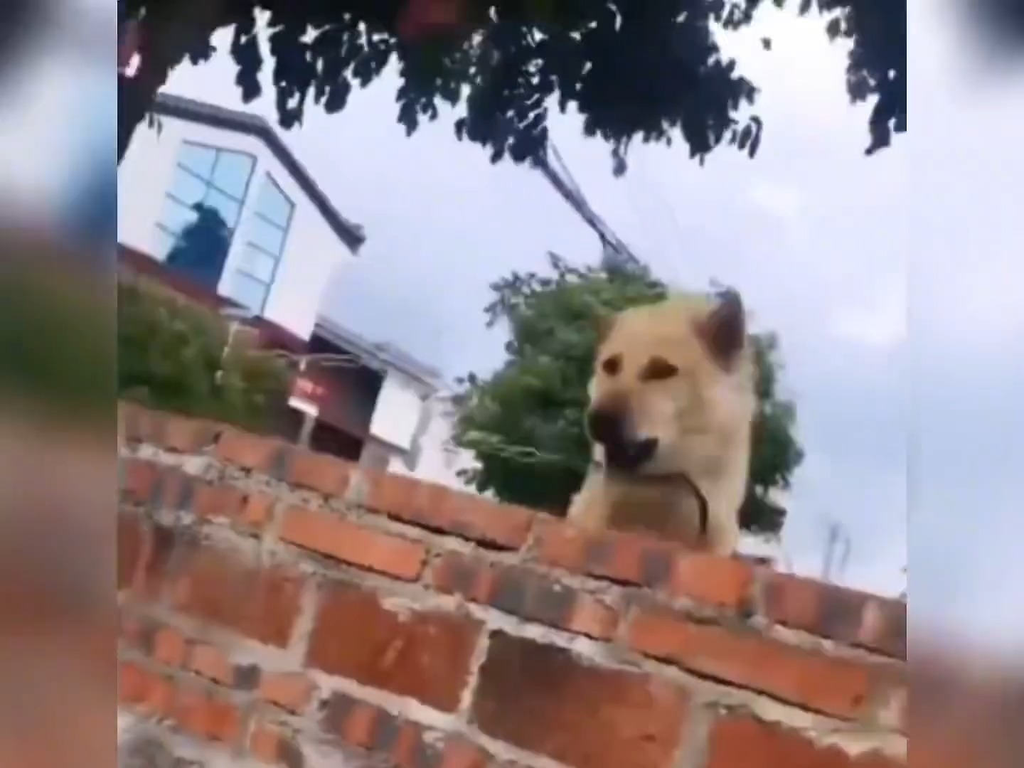 人仗狗势的爆笑瞬间