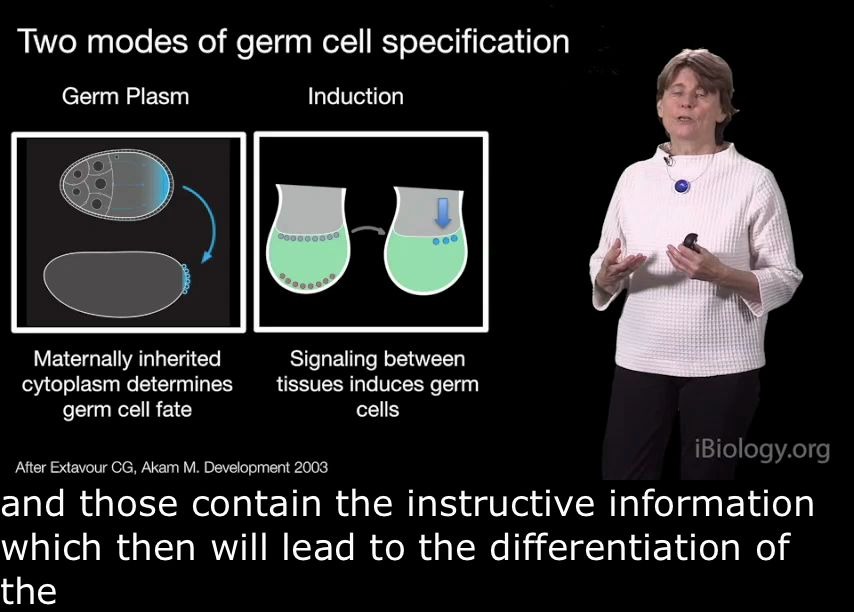 [图]Germ Cell Development