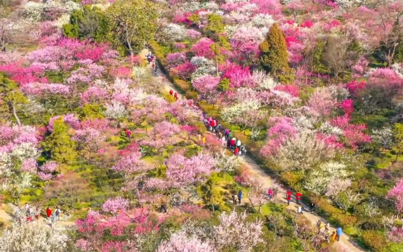 [图]南京梅花山的梅花开了