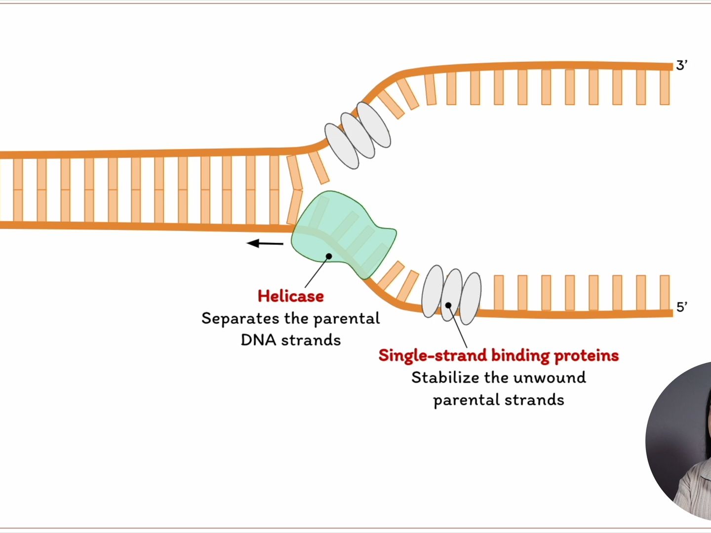 DNA Repair & Recombination  Cell Biology DNA修复与重组细胞生物学哔哩哔哩bilibili