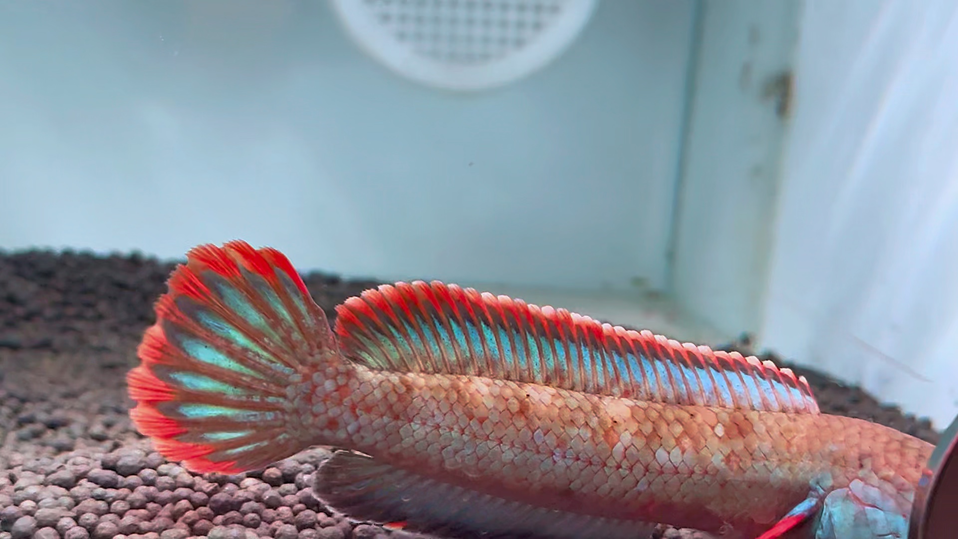 血斑雷龙,48起双包.#雷龙鱼 #血斑一