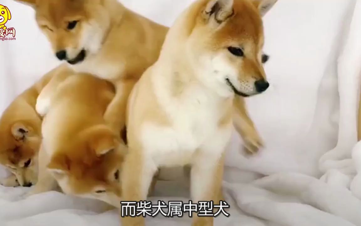 秋田犬和柴犬的区别哔哩哔哩bilibili