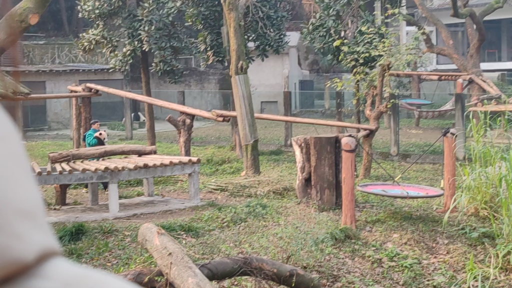 重慶動物園20231227外公抱著莽小五出來曬太陽