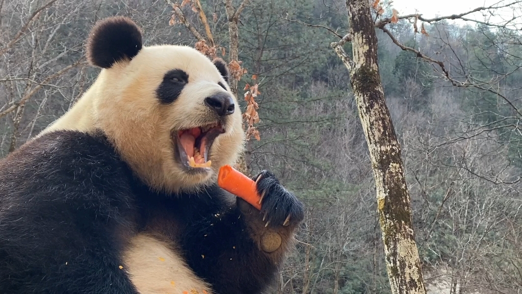 [图]一些奇奇怪怪的角度，还是可可爱爱的小馨