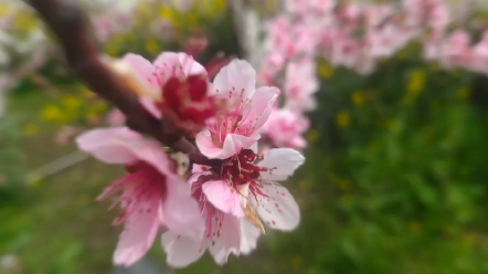 [图]“你许我春风，我许你桃花，桃花依旧笑春风.”