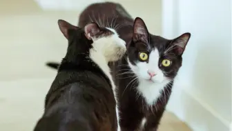 偶遇 一只黑白猫 乌云盖雪 初次见面就熟练地上膝 哔哩哔哩 Bilibili