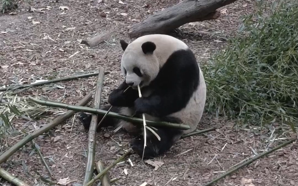 成都大熊猫美美吃竹子