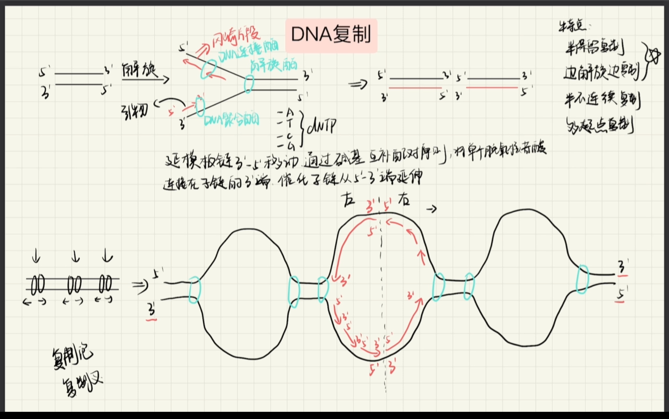 DNA复制冈崎片段图片
