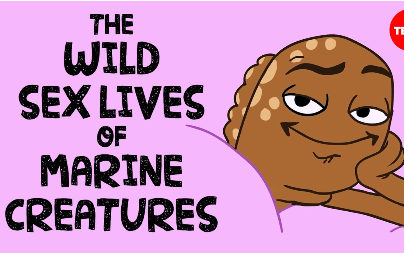 【ted-ed】海洋生物的生活the wild sex lives of marine creatures