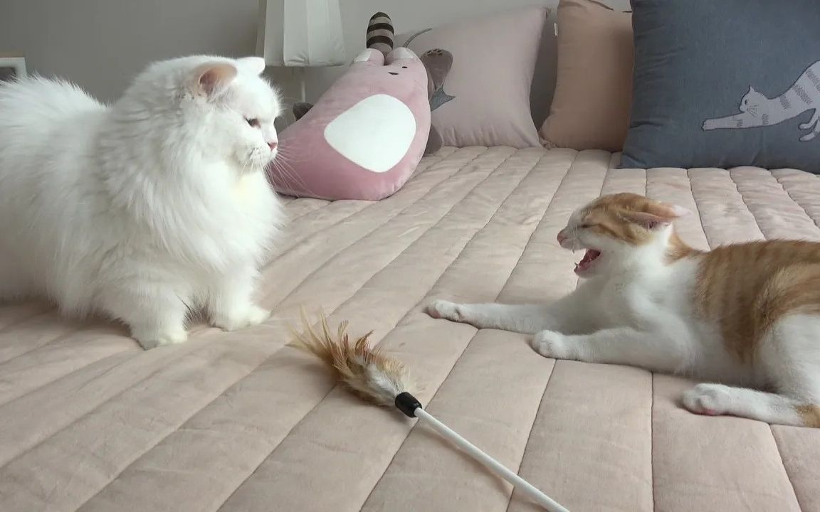 奶油家:拉拉猫帮给新来的小猫纠正了规矩_哔哩哔哩 (゜-゜)つロ 干杯