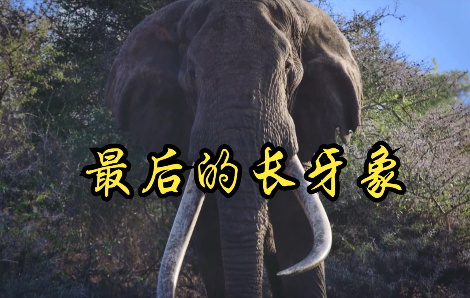 [图]【美国】【纪录片】最后的长牙象 The last tusk