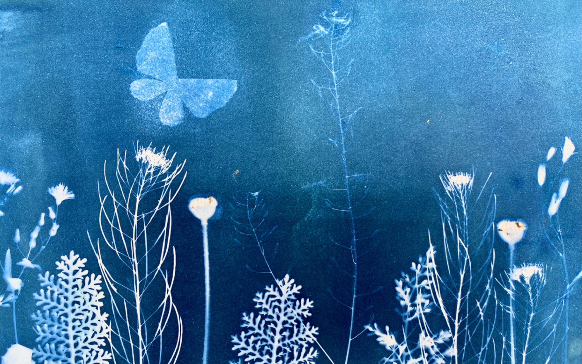 【蓝晒制图】自然与艺术的结合_哔哩哔哩 (゜-゜)つロ 干杯~-bilibili