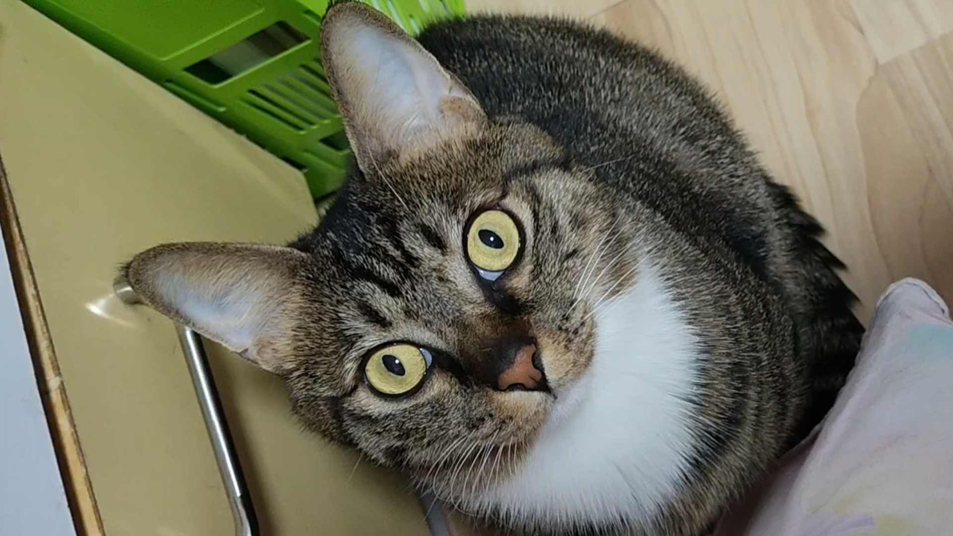 这个猫儿耳朵大