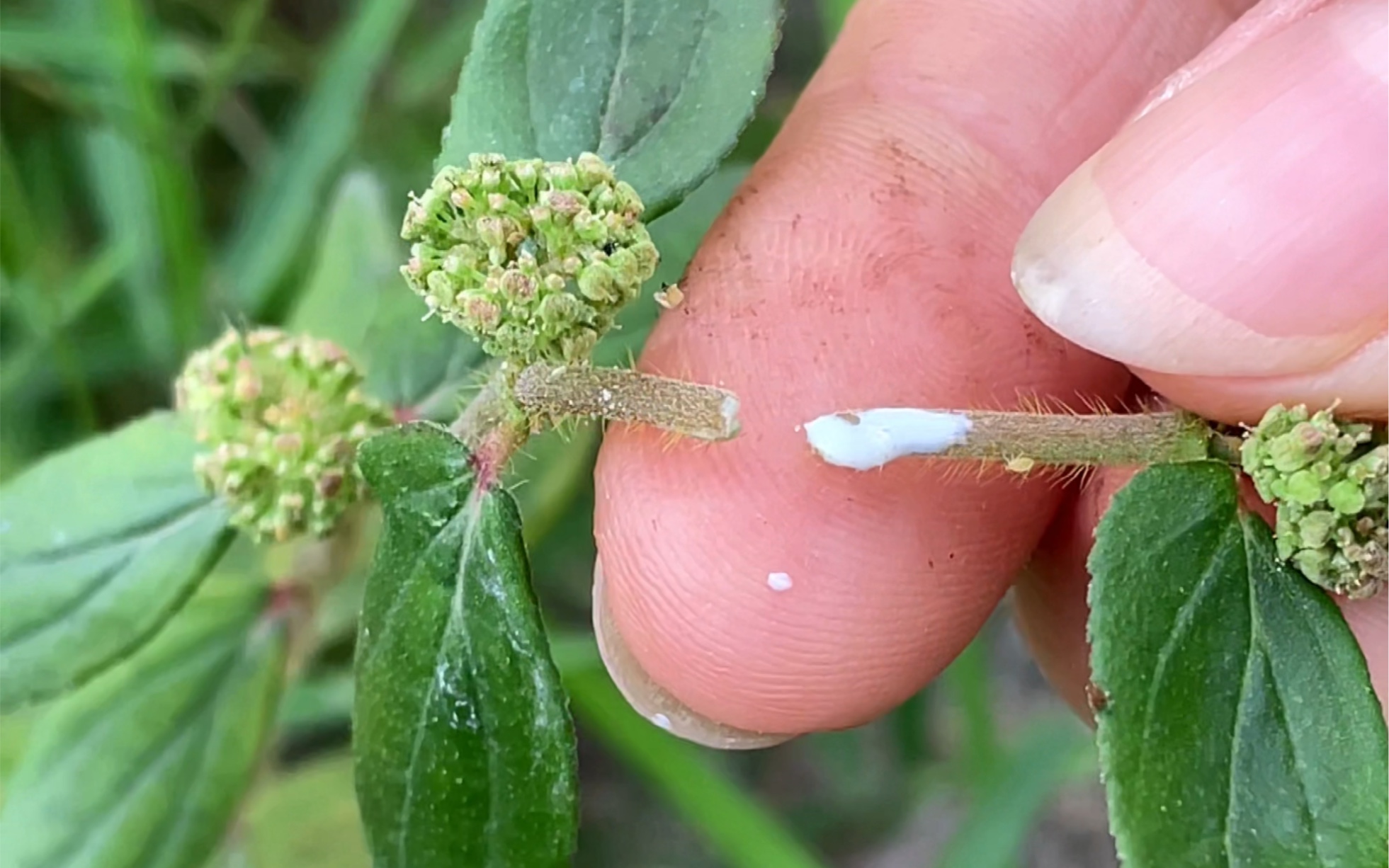 茎杆折断后会流出白色汁液的“飞扬草”还有好用途哔哩哔哩bilibili