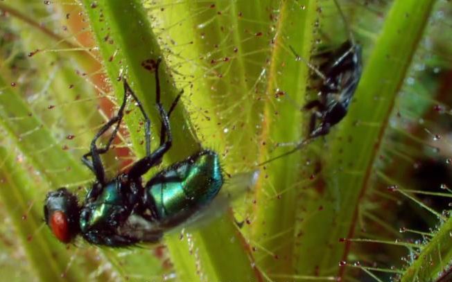【精彩片段】刺蝽帮助捕虫幌消化猎物,大自然神奇的共生关系!