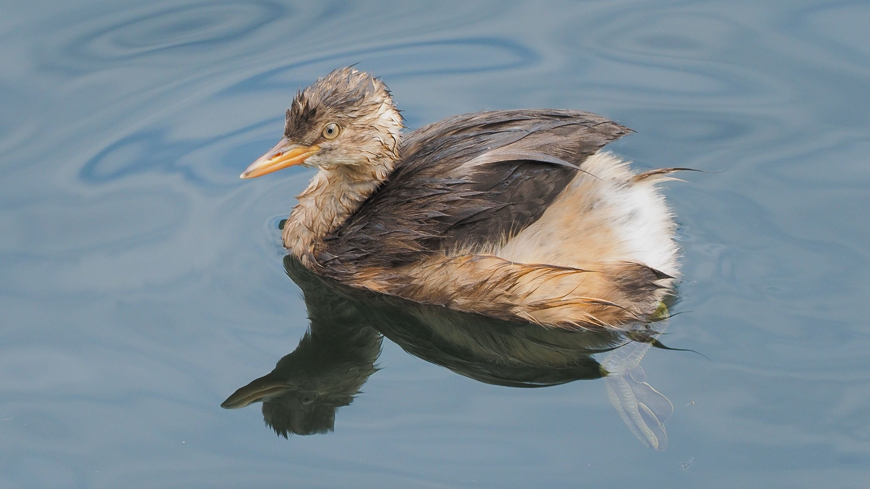小䴙䴘宝宝:这水可真清澈,可以放心的洗