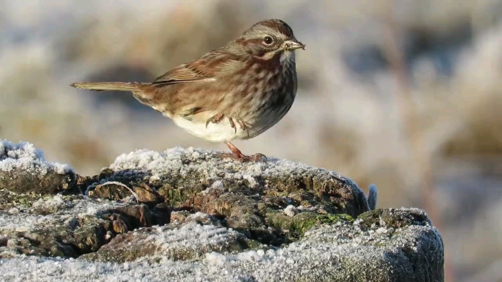 小鸟啁啾治愈系