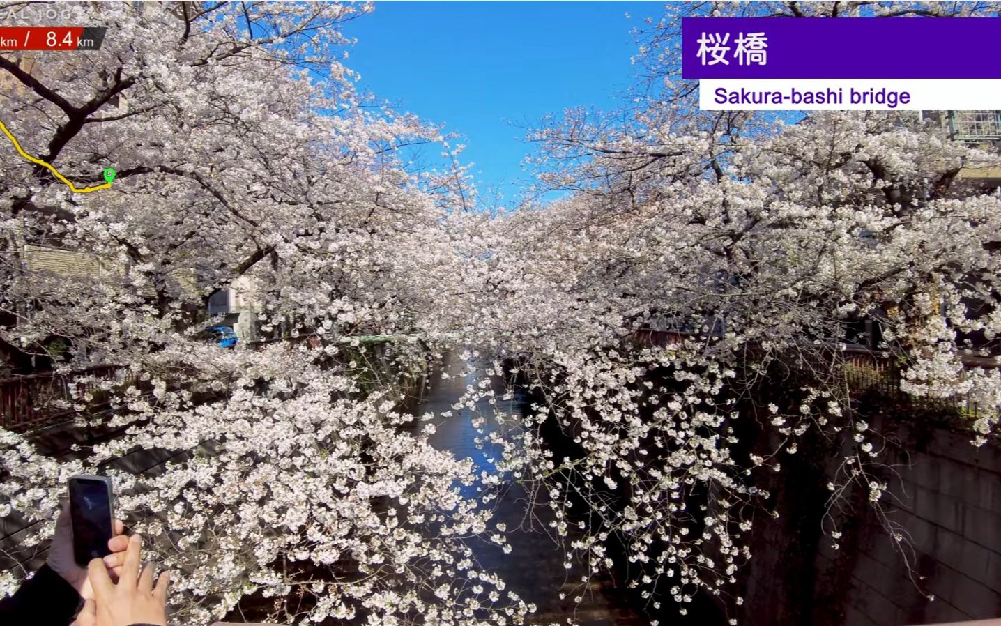 日本目黑川 樱花树下慢跑实景 跑步机跑步、健步走有氧训练背景视频哔哩哔哩bilibili