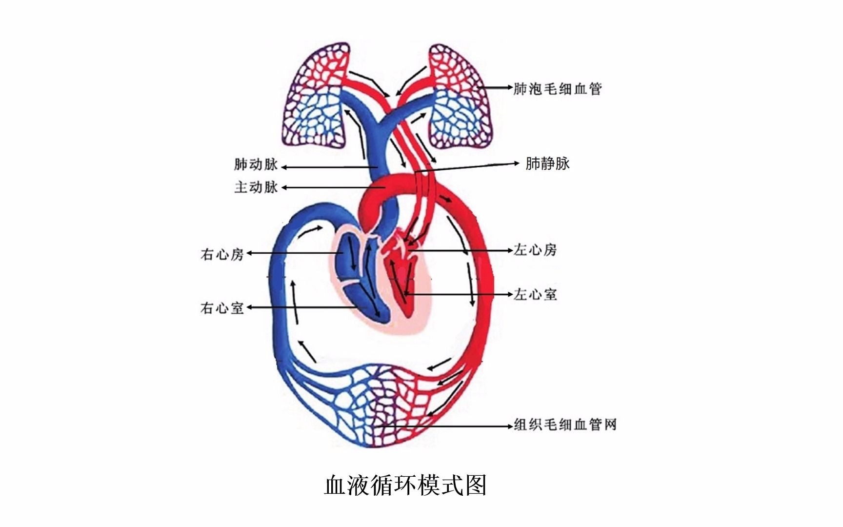 [图]心血管系统-血液循环