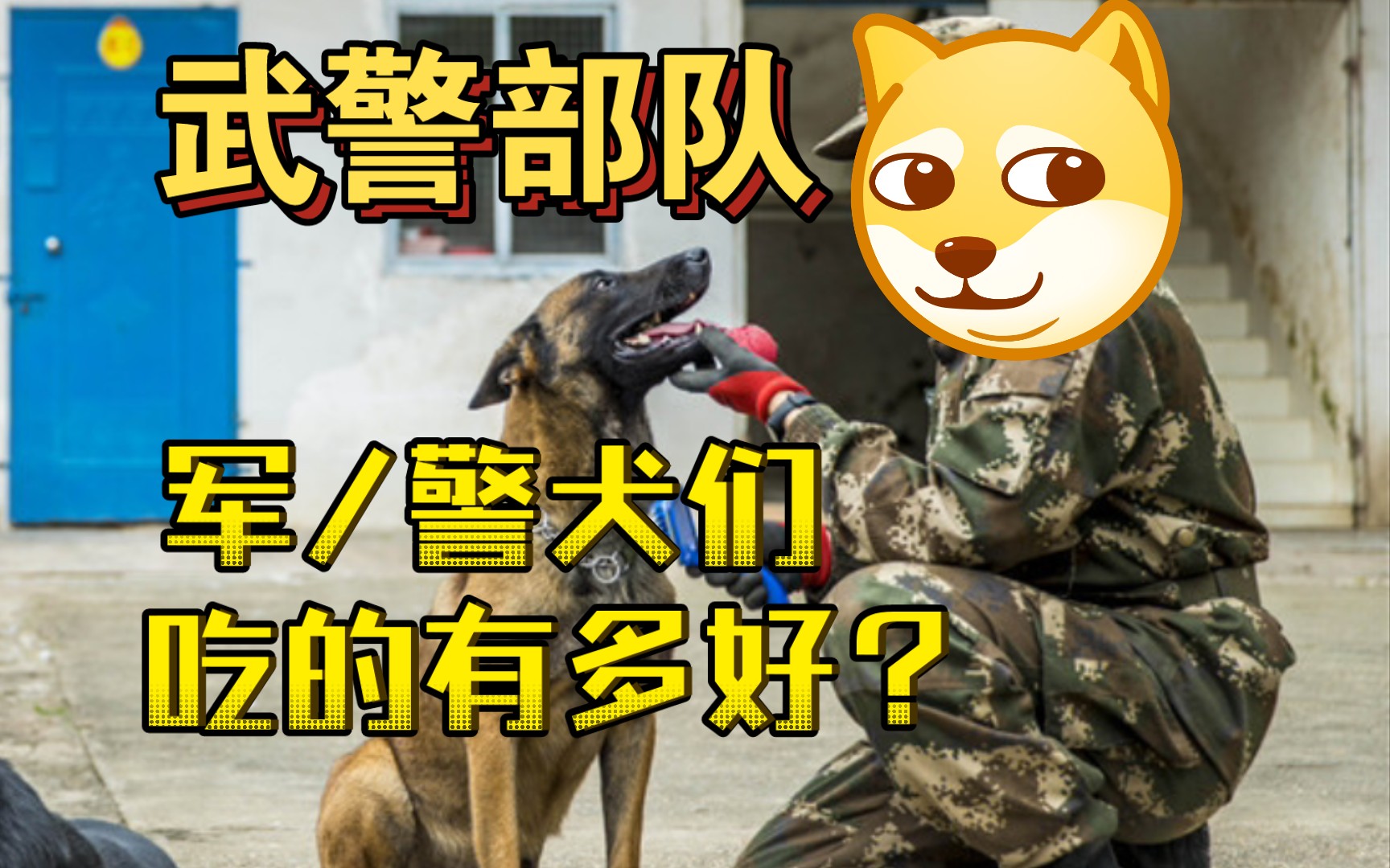 武警部队“军犬们”的每日的伙食哔哩哔哩bilibili