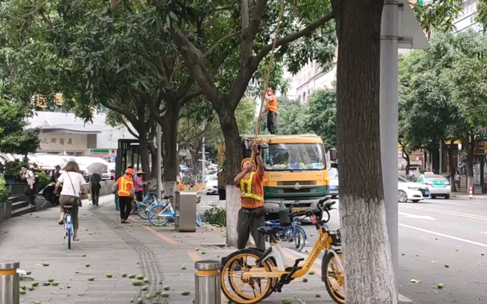 今年广州路边的芒果树结了好多芒果,为了市民安全,不得不把还未成熟的芒果都打掉,可惜可惜了哔哩哔哩bilibili