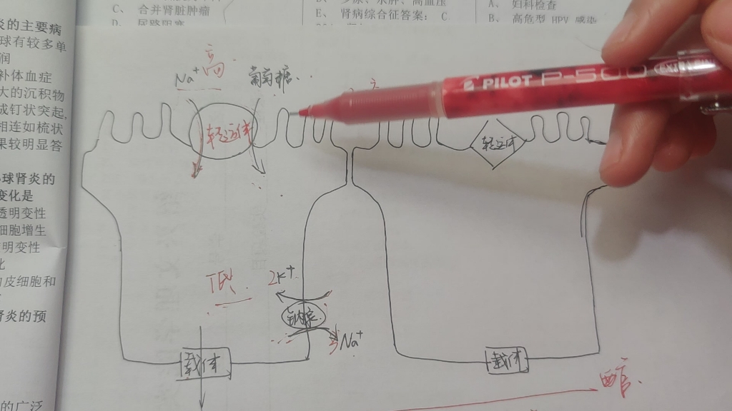 [图]葡萄糖的转运~本视频的理解来自于侯英健老师