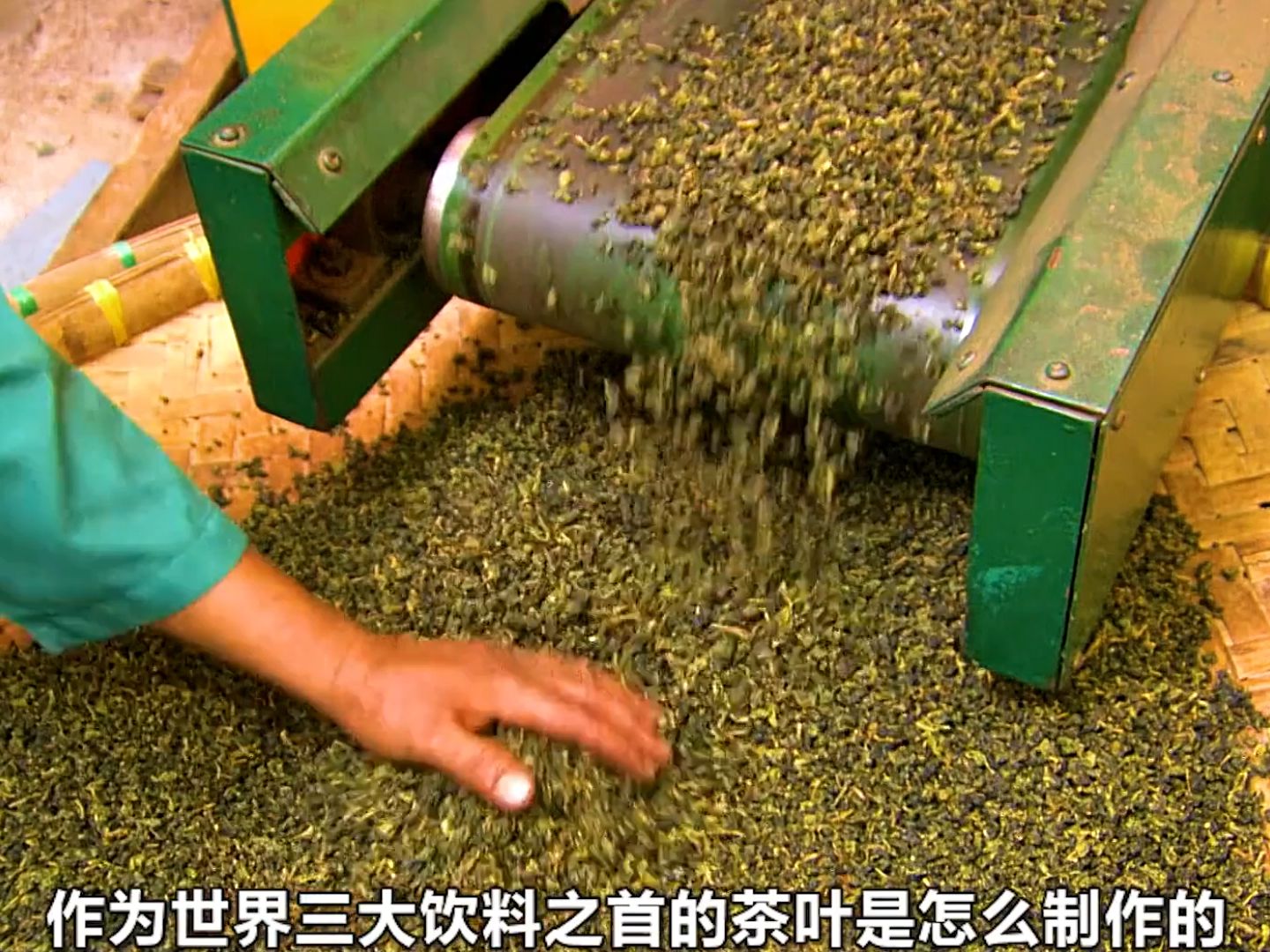 介於紅茶和綠茶之間的一種茶,烏龍茶製作的全過程#茶葉製作 #製茶人