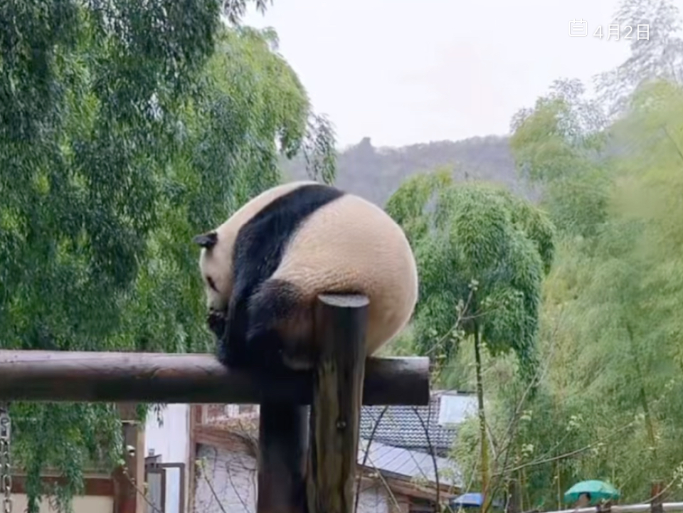 喜欢下雨天的华丽丽~(240402熊熊遇上猫直播录屏华丽cut2)哔哩哔哩bilibili