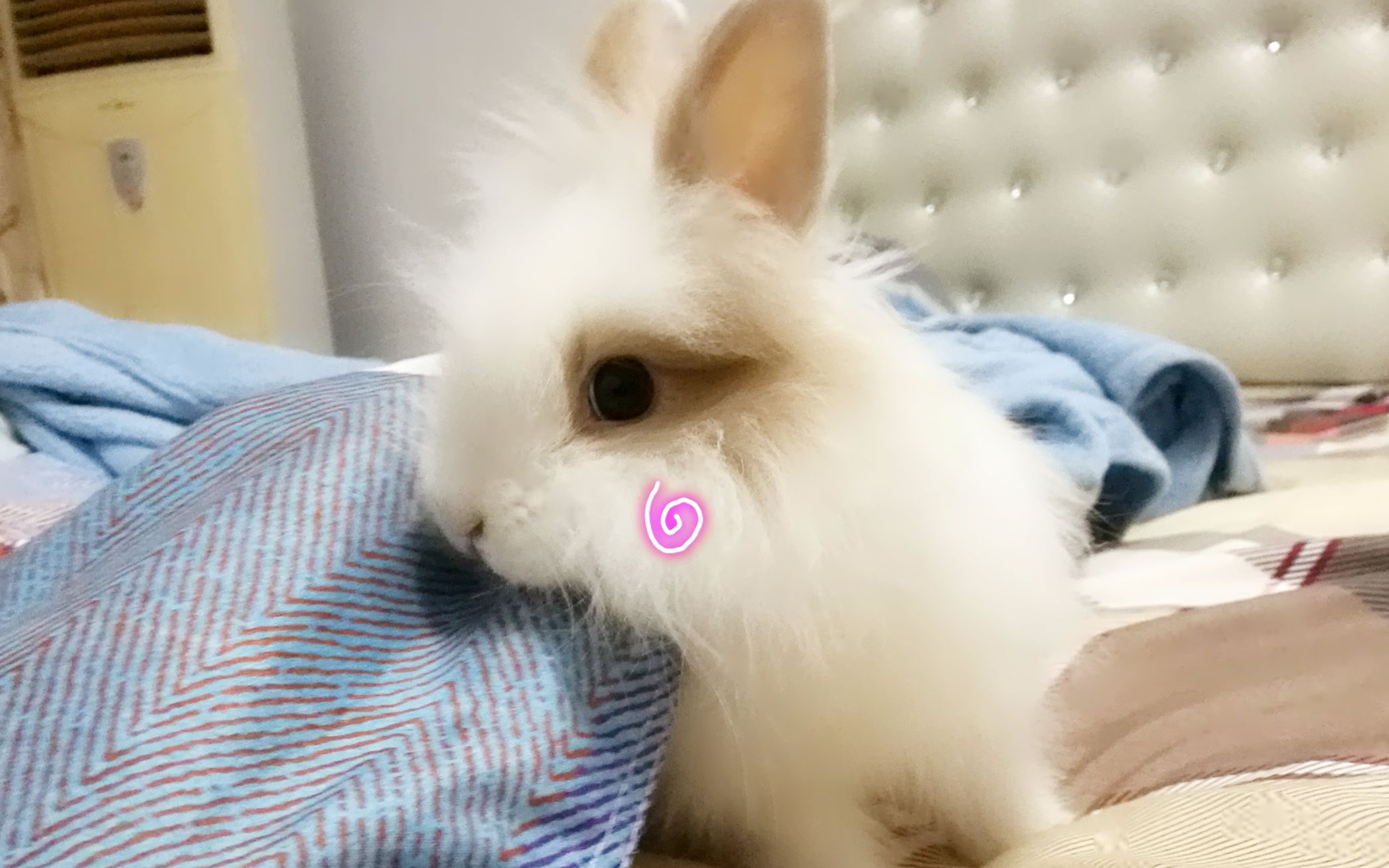 这只猫猫兔会装死还听得懂人话!简直成精了!