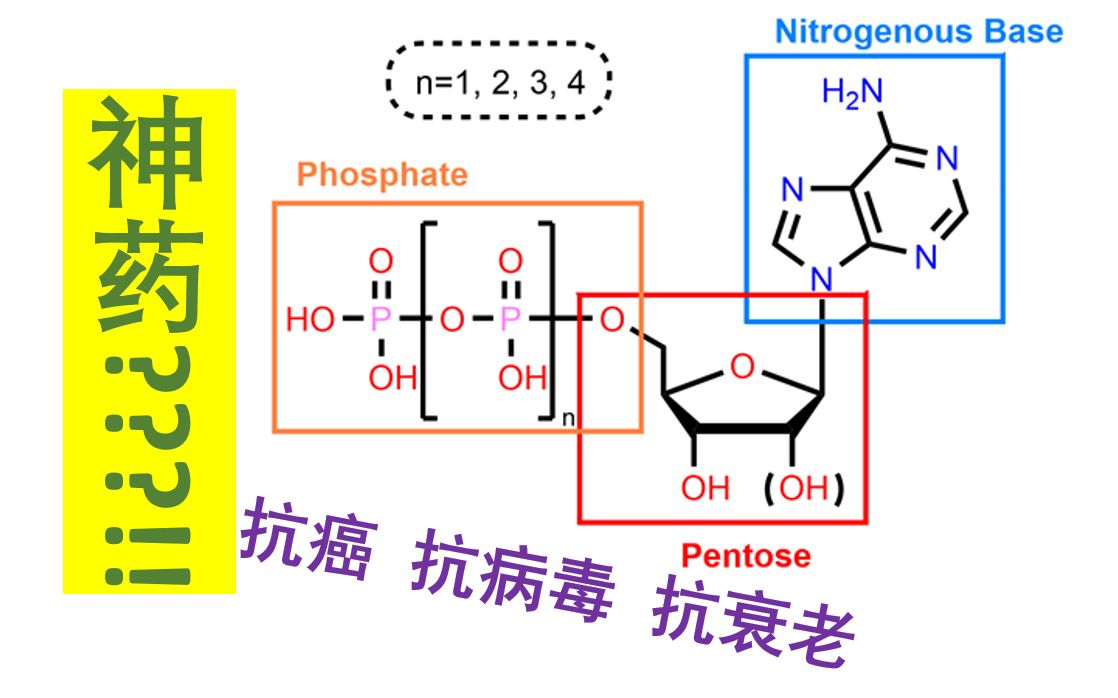 【核苷酸类似物】 0基本天然核苷酸哔哩哔哩bilibili