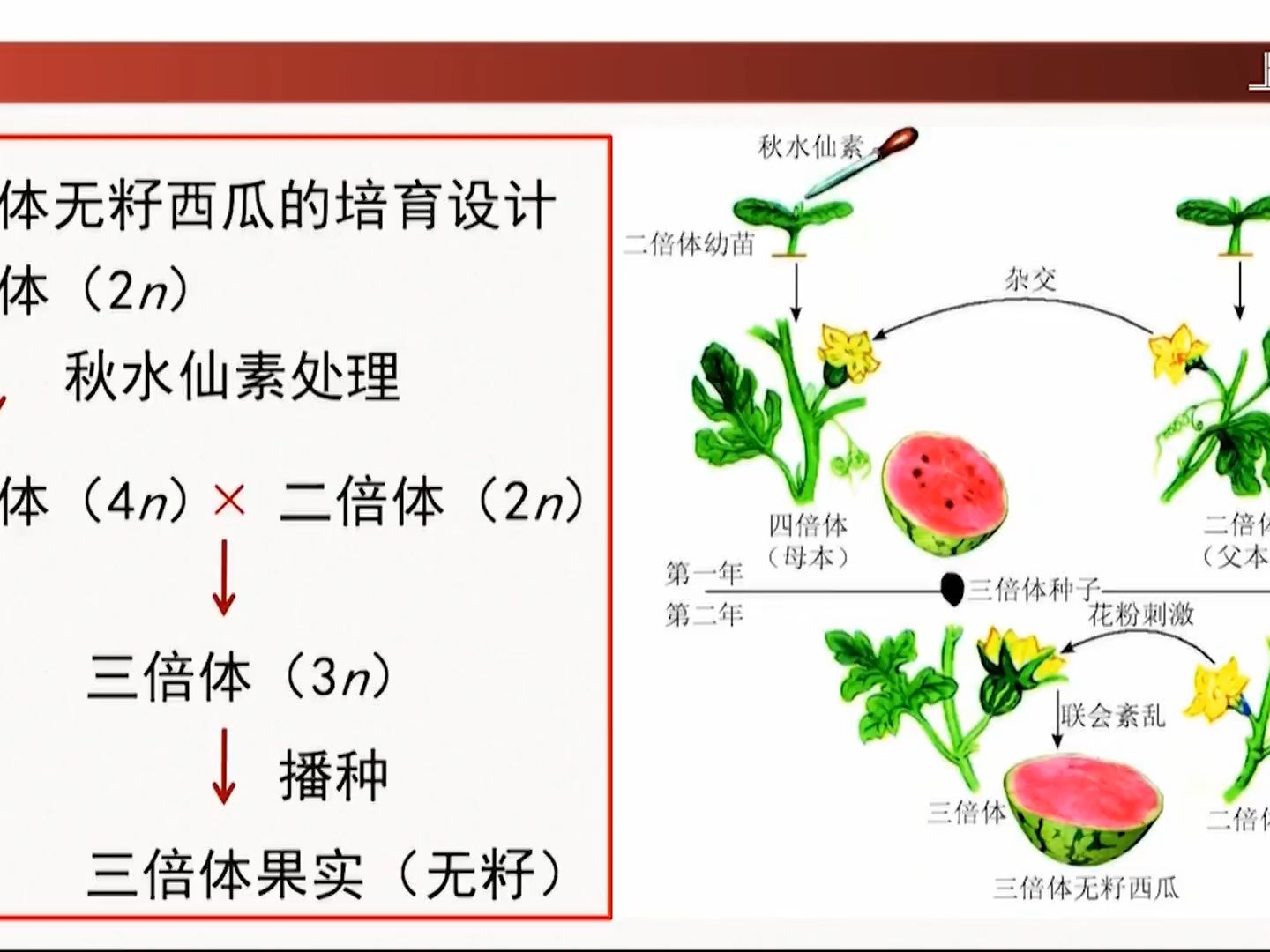 多倍体育种(无籽西瓜)单倍体育种