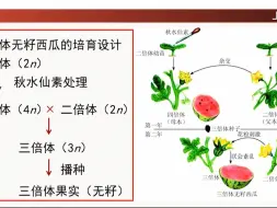 Download Video: 多倍体育种（无籽西瓜）单倍体育种