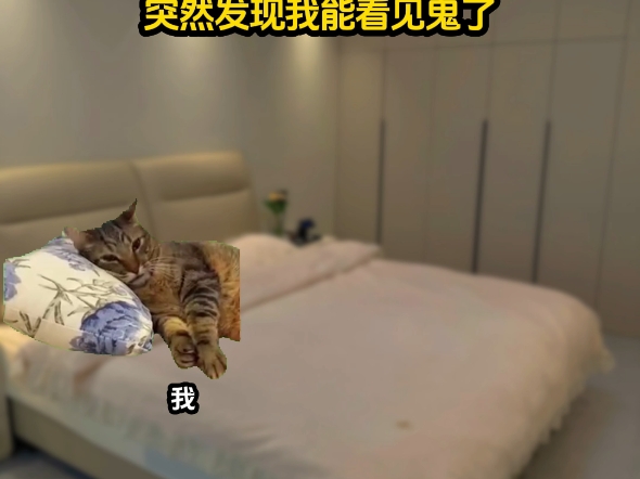 《织梦多多》 #猫meme小剧场 #猫meme故事 #猫meme哔哩哔哩bilibili