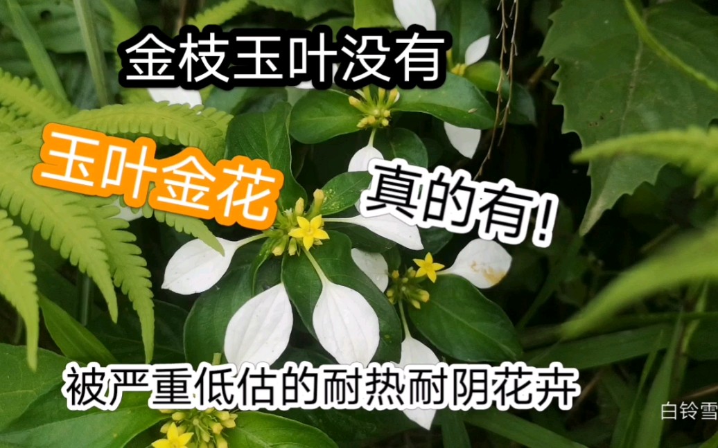 [图]花期长达百天的冷门耐热耐阴中药花卉，玉叶金花