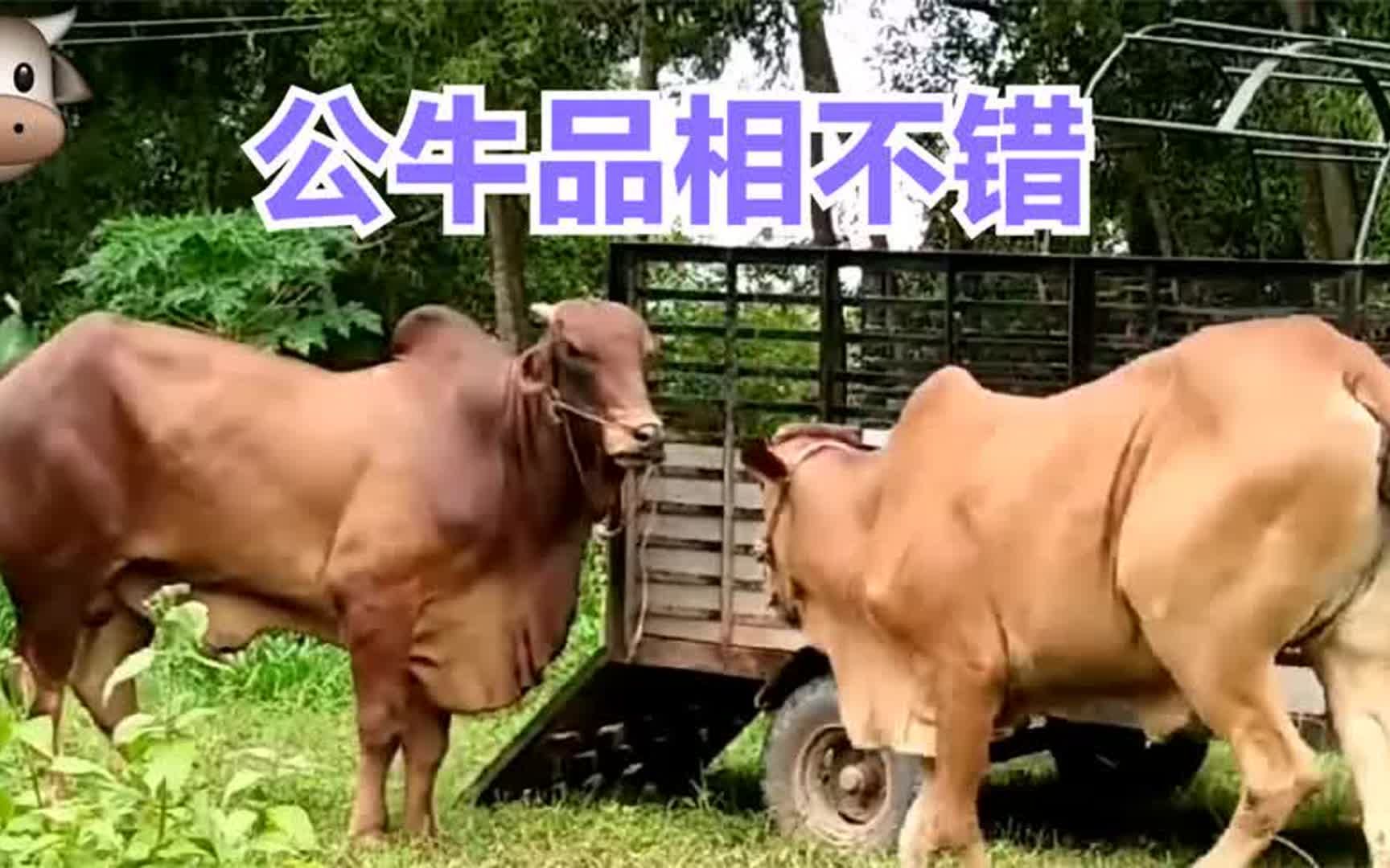 公牛品相不错,农户连拉4头母牛相亲,牛主想不发财都难!