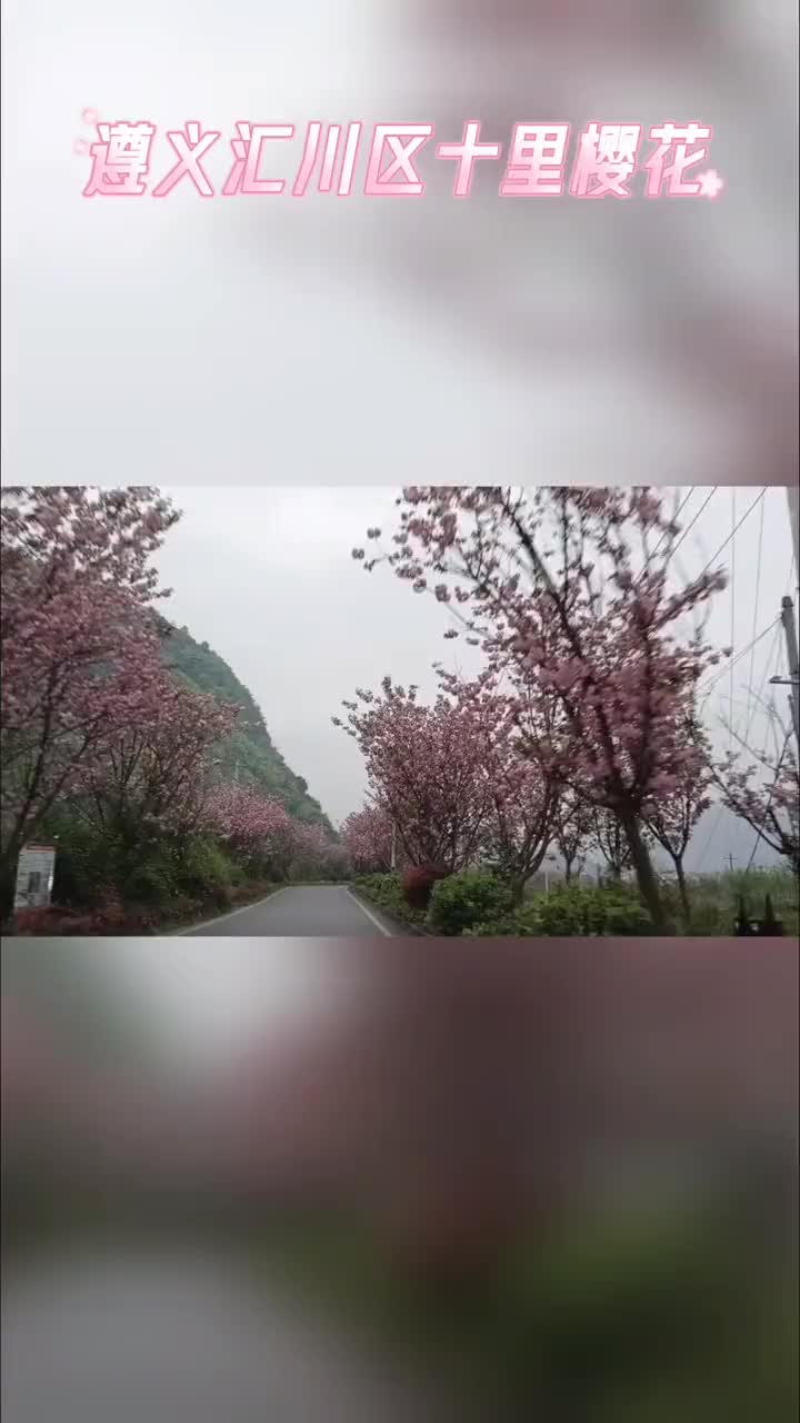 贵州遵义十里樱花家乡风景哔哩哔哩bilibili