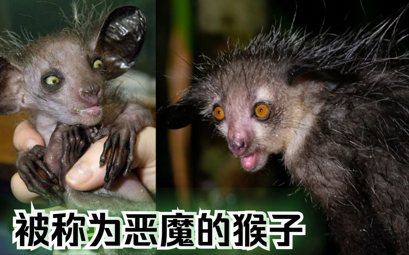 被称为恶魔的这个动物,到底是什么原因?