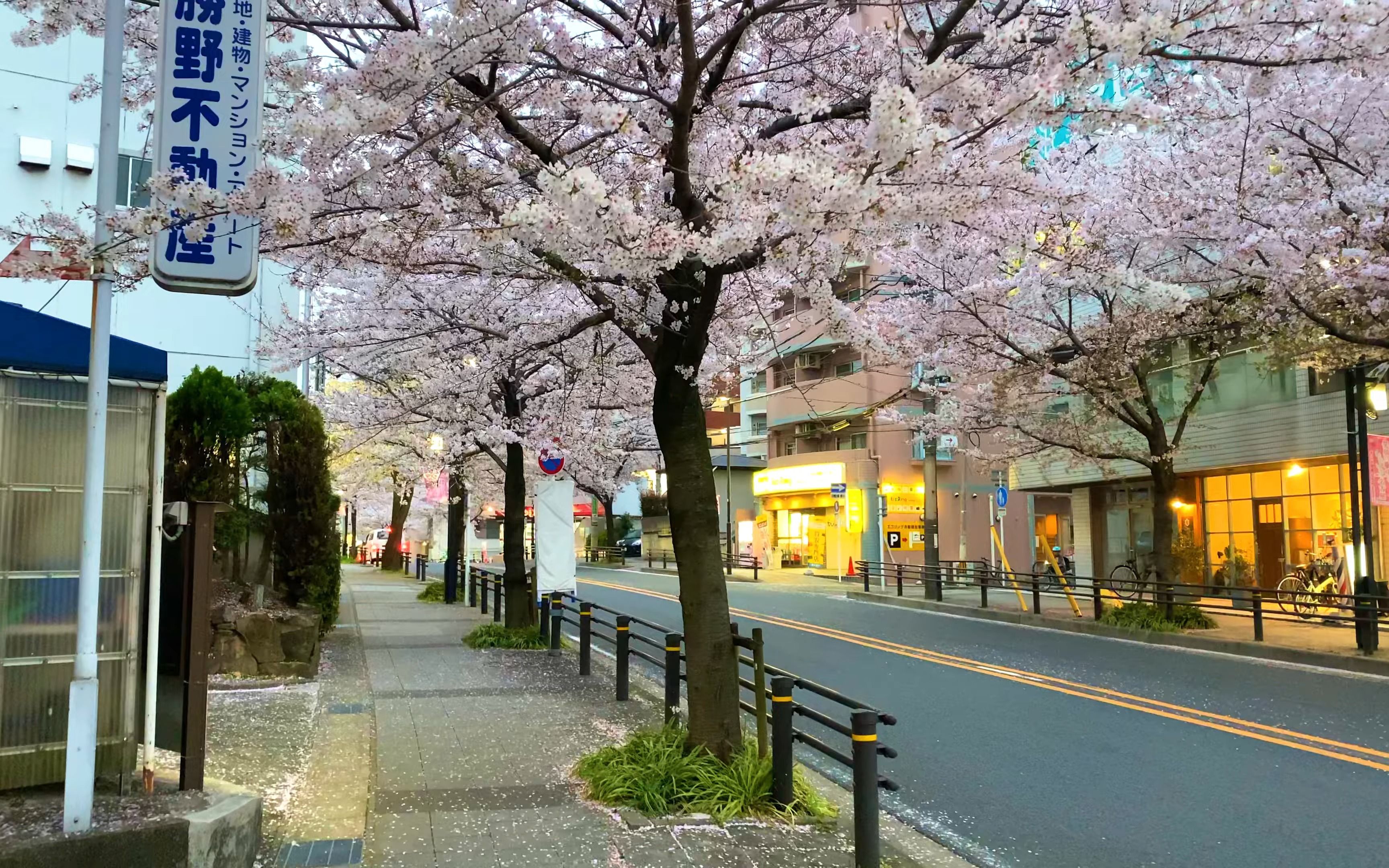 [图]【4K】漫步在名古屋藤冈站 | 赏樱花