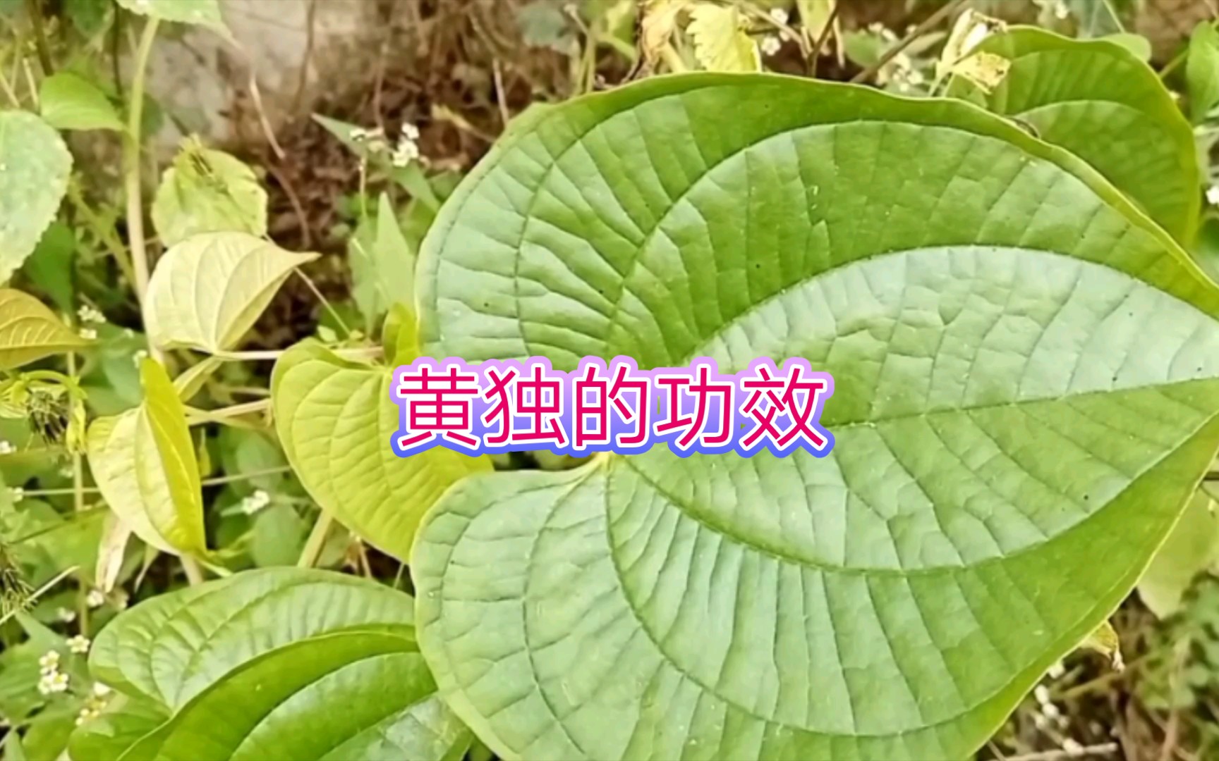 黄独的功效与作用图片图片