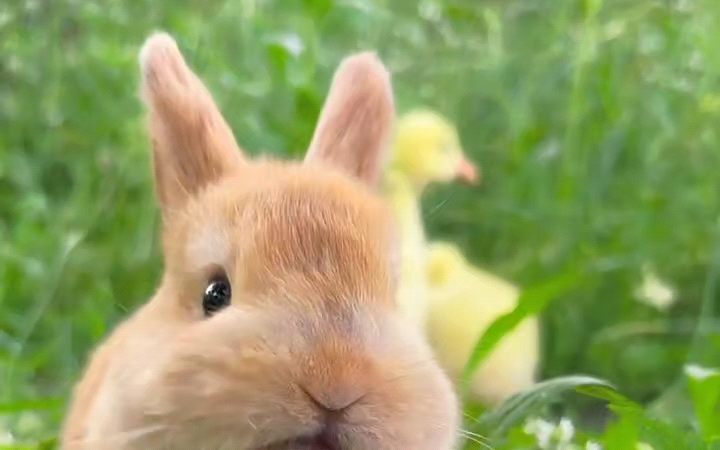 【daily vlog】兔子与葡萄的奇妙相遇!你猜它会怎么吃?