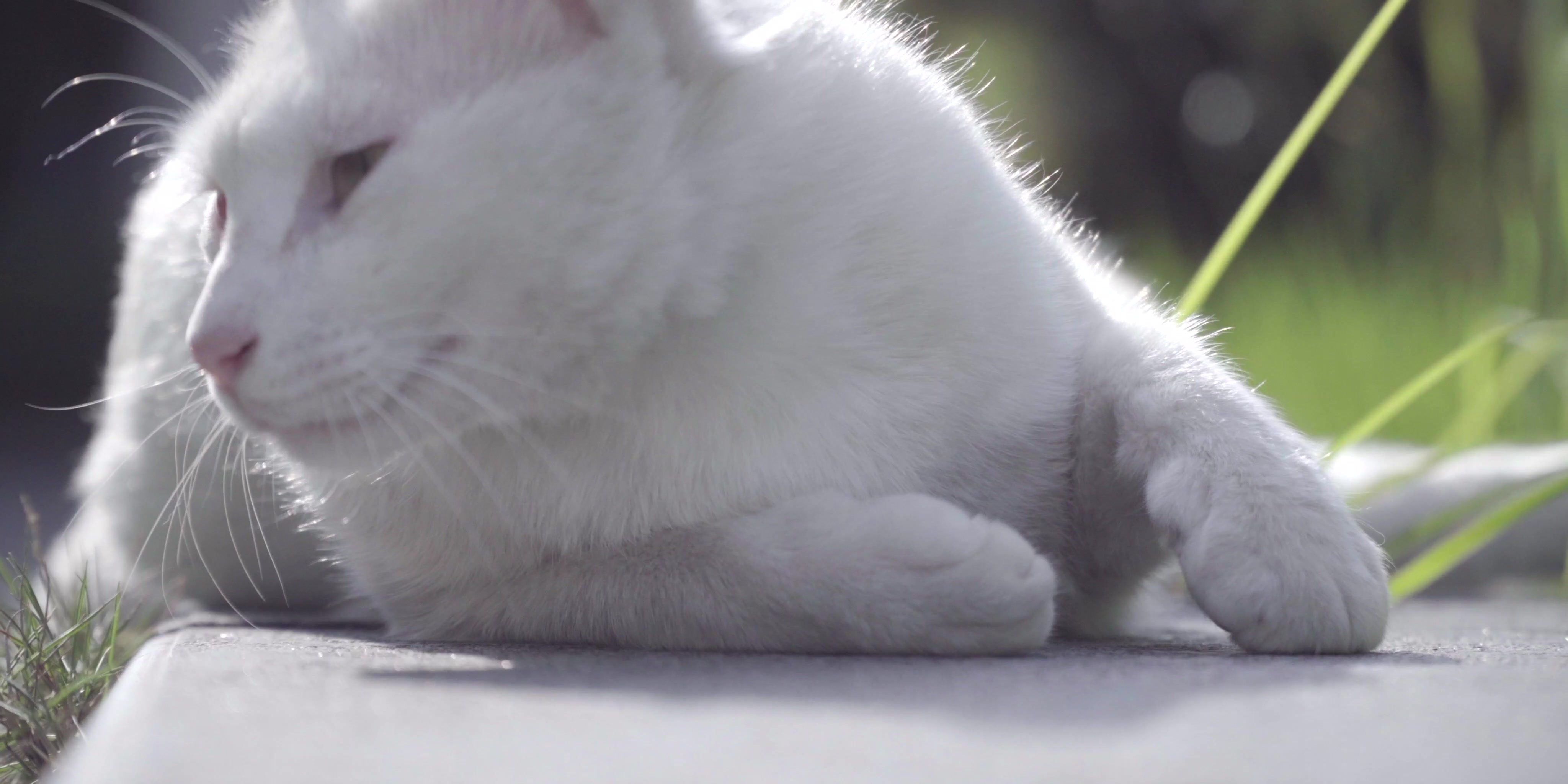 [图]浙传青梅 ｜ 收下这份 4K 画质的治愈猫猫