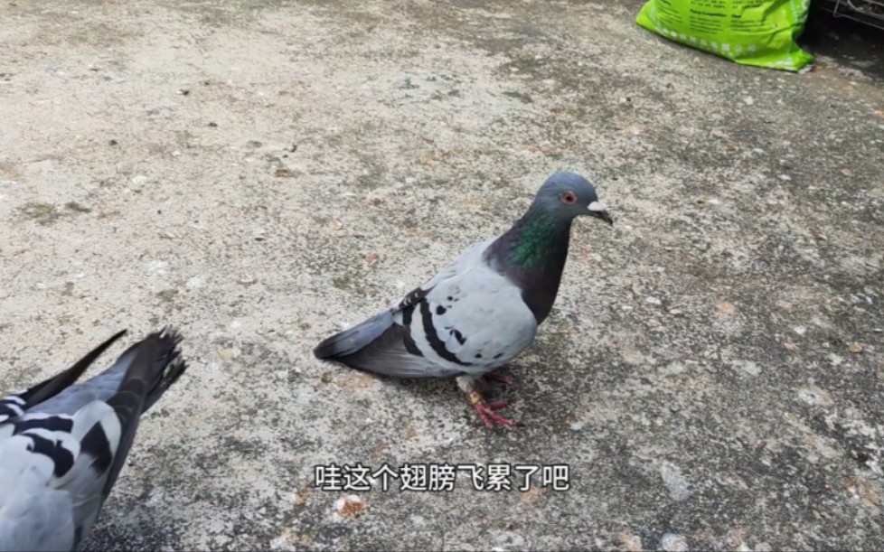 来了只天落脚环写着“中国军鸽”,不知道是哪里飞来的只顾着喝水哔哩哔哩bilibili