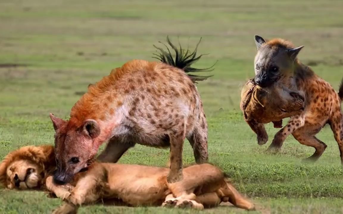 鬣狗吃狮子_哔哩哔哩_bilibili