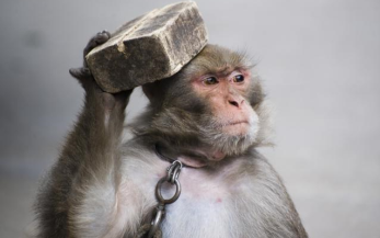 一个曾经的米猴儿的自白坚果pro情怀主观开箱